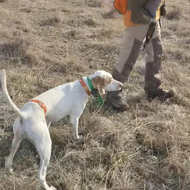 An adult medium-sized female White / Cream English Pointer dog named Dusty for adoption in De Soto, KS