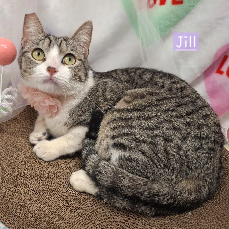 A baby small-sized female Gray / Blue / Silver Domestic Short Hair cat named :::jill::: for adoption in Yorba Linda, CA