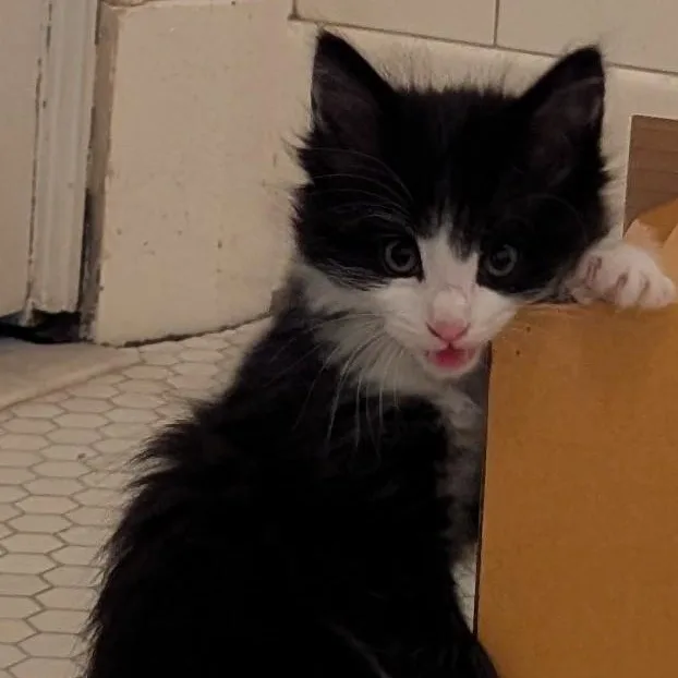 A baby medium-sized female Black & White / Tuxedo Domestic Medium Hair cat named Big Tuna for adoption in Wyandotte, MI