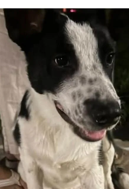 A baby small-sized male Border Collie dog named Stetson for adoption in Lodi, CA