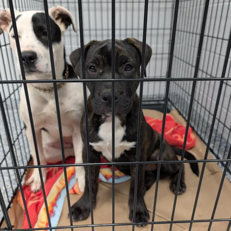 A baby medium-sized female White / Cream American Staffordshire Terrier dog named Lucy for adoption in Greenville, SC