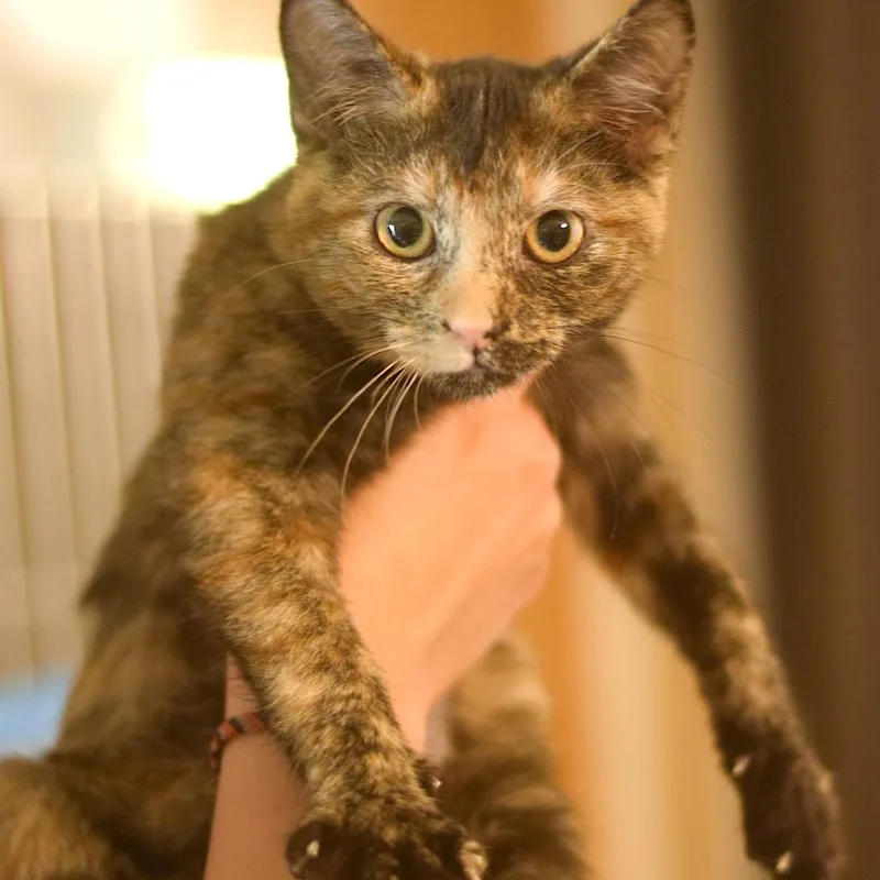 A baby small-sized female Tortoiseshell Domestic Short Hair cat named Sincere Engineer for adoption in Belleville, IL