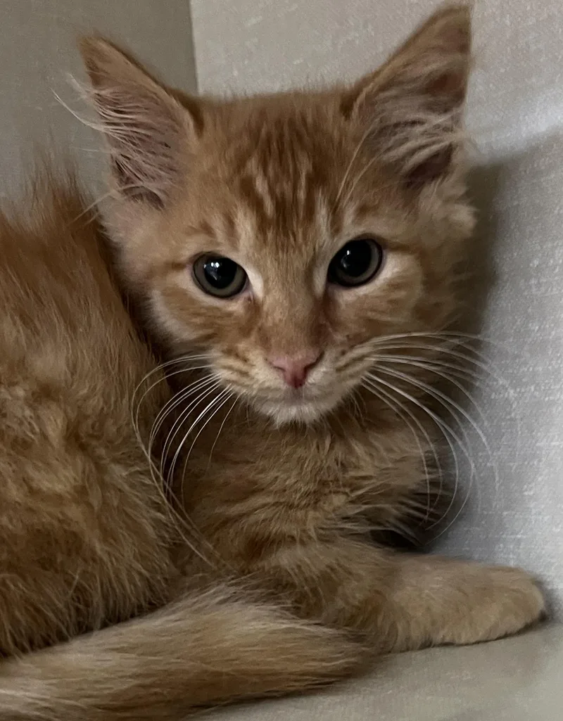 A baby medium-sized male Orange & White Tabby cat named Yancy for adoption in Lyle, WA