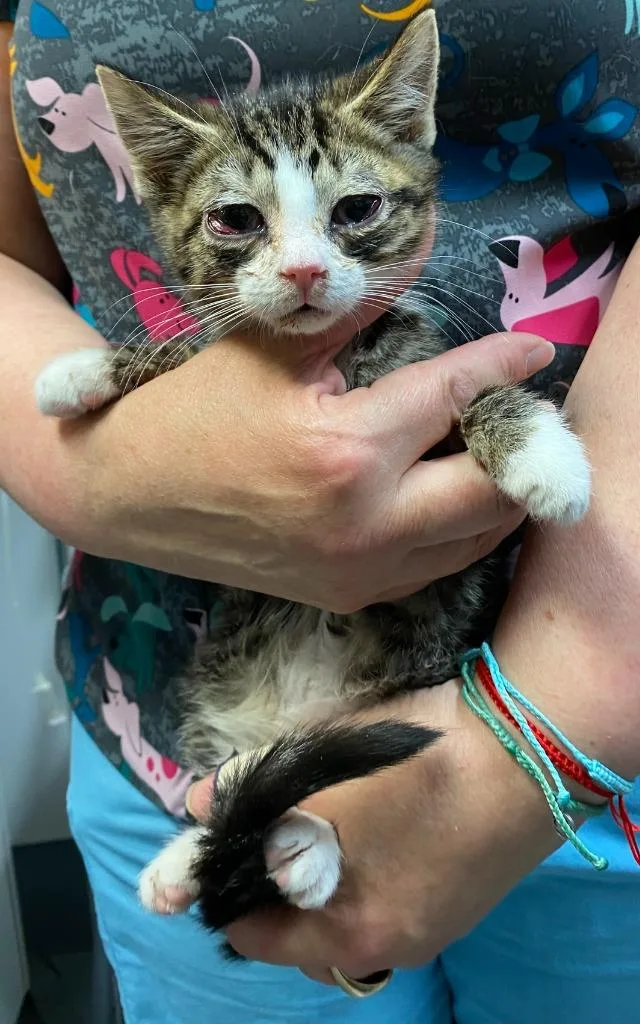 A baby small-sized male Domestic Short Hair cat named Lafayette for adoption in Ewing, NJ