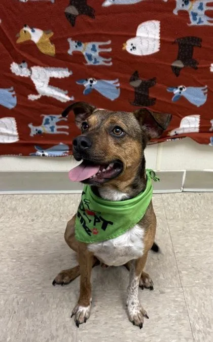 A young medium-sized male Tricolor (Brown, Black, & White) Mixed Breed dog named Goose for adoption in Hamilton, OH