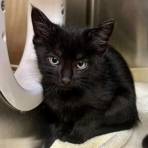 A baby small-sized female Domestic Short Hair cat named Roo for adoption in Walnut Creek, CA