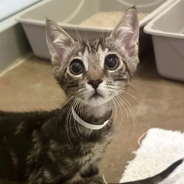A baby small-sized male Domestic Short Hair cat named Kimo for adoption in Walnut Creek, CA