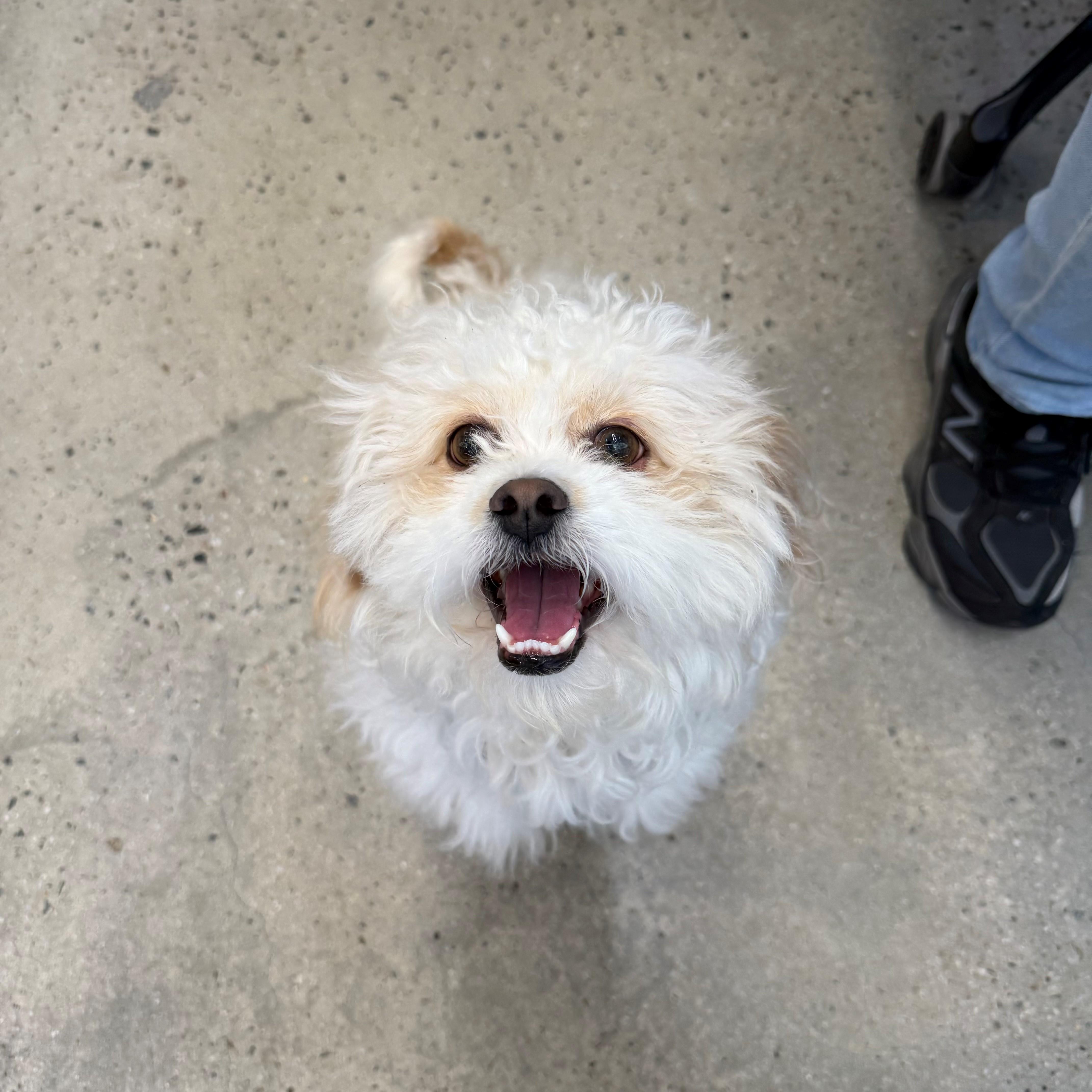An adult small-sized male Poodle dog named Fluffy John for adoption in New Rochelle, NY