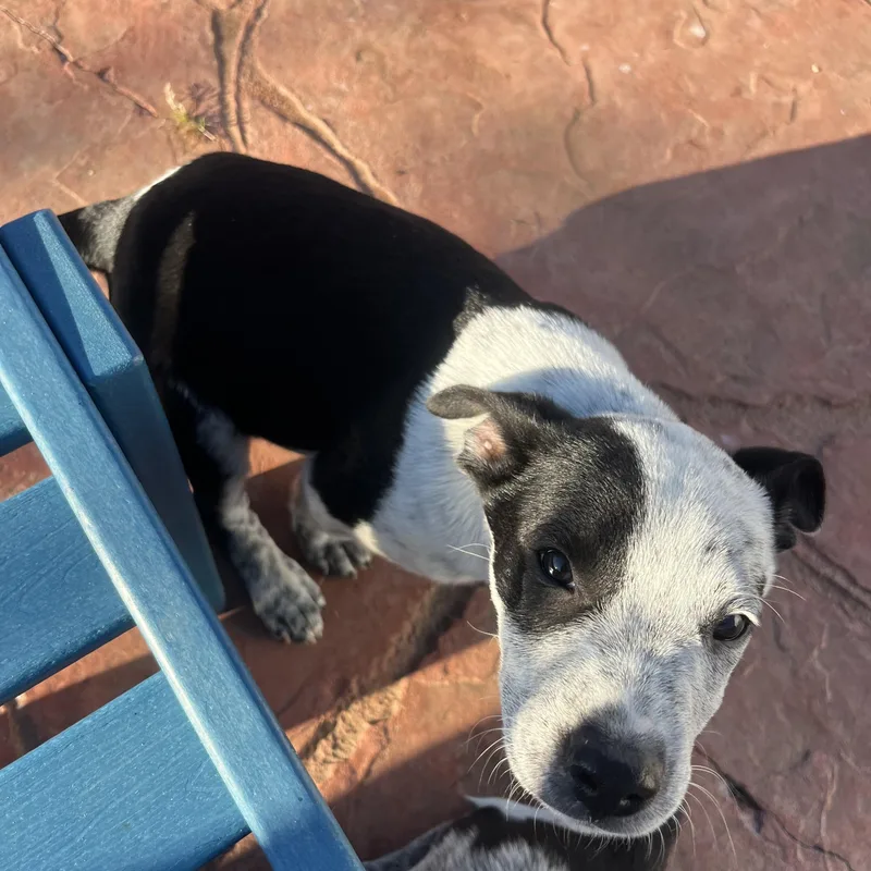 Heeler Pups! thumbnail 2