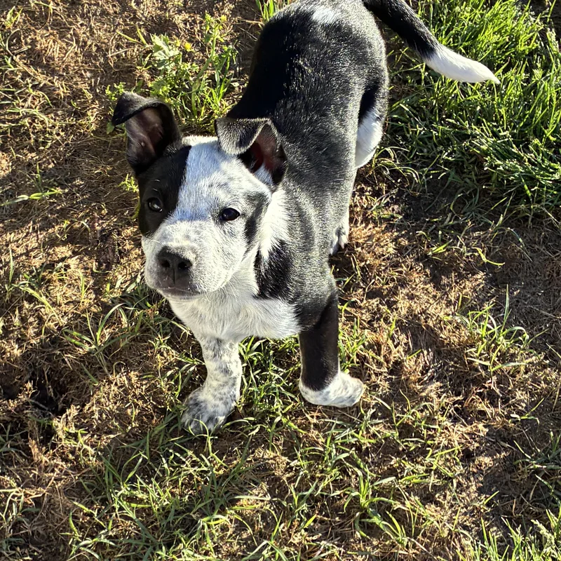 Heeler Pups! thumbnail 3