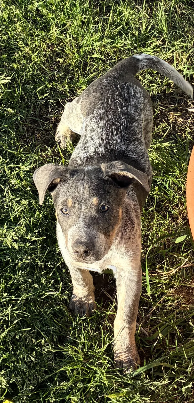 Heeler Pups! thumbnail 4