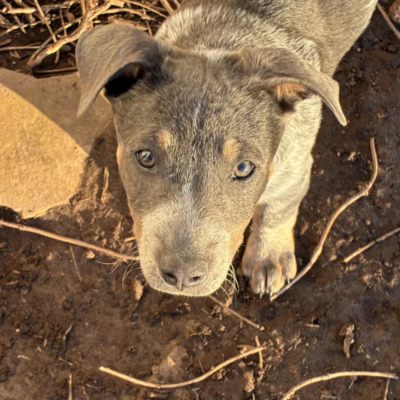 Heeler Pups! thumbnail 5