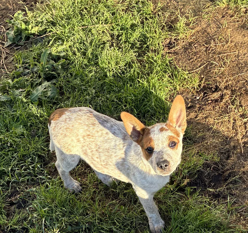 Heeler Pups! thumbnail 6