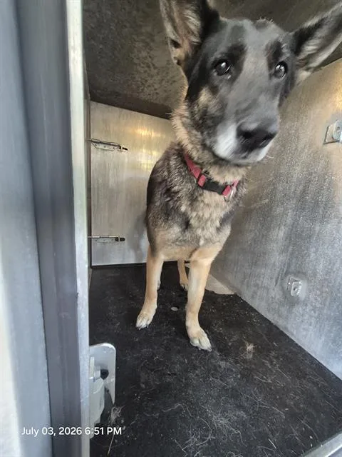 A young medium-sized female German Shepherd Dog dog named Macie for adoption in San Antonio, TX