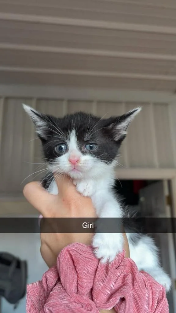 A baby small-sized female Domestic Short Hair cat named Miss Sugarpie for adoption in Greensburg, IN