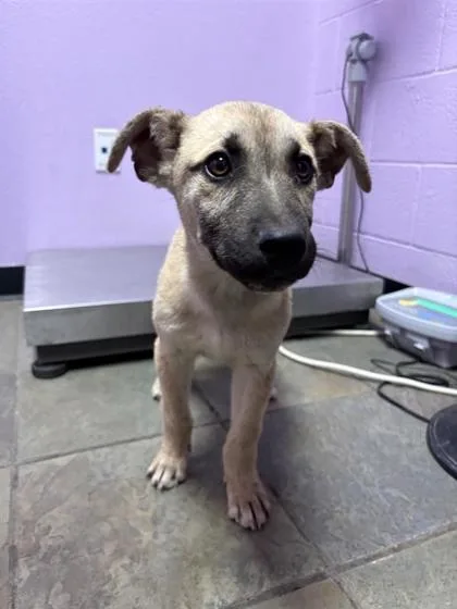 A baby medium-sized male Yellow / Tan / Blond / Fawn Mixed Breed dog named Addam for adoption in El Paso, TX