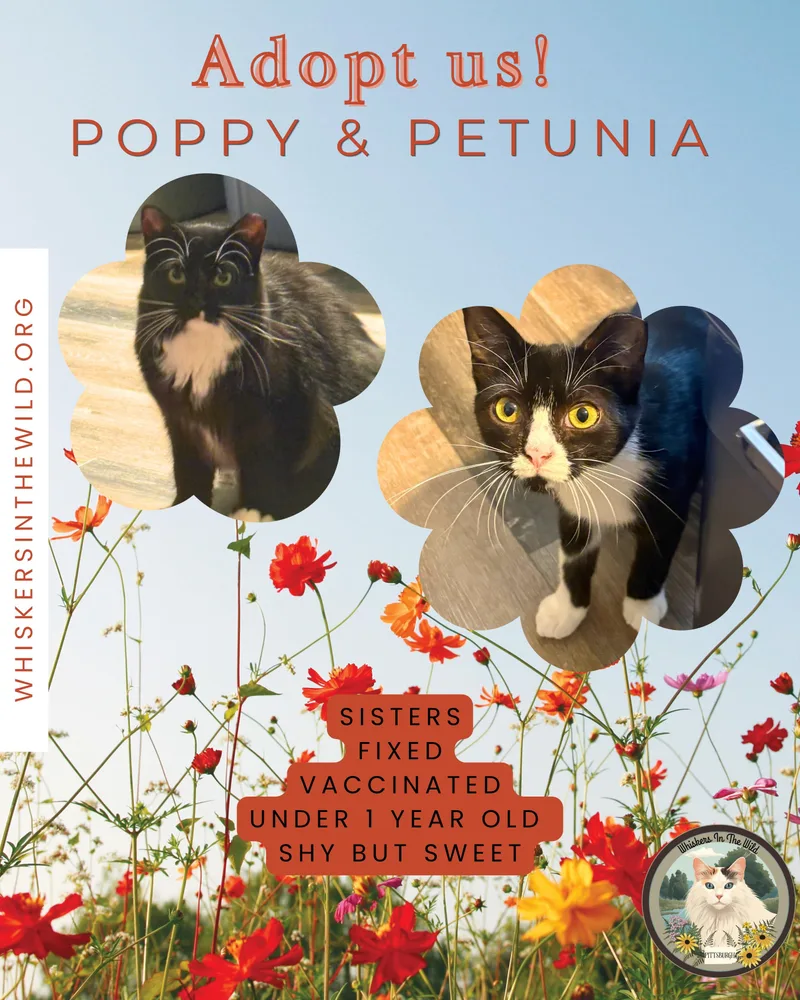 A young medium-sized female Black & White / Tuxedo Domestic Short Hair cat named Poppy & Petunia for adoption in West Mifflin, PA