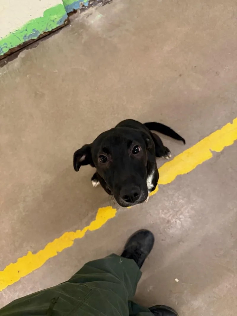 A young medium-sized male Black Labrador Retriever dog named Apollo for adoption in Phoenix, AZ
