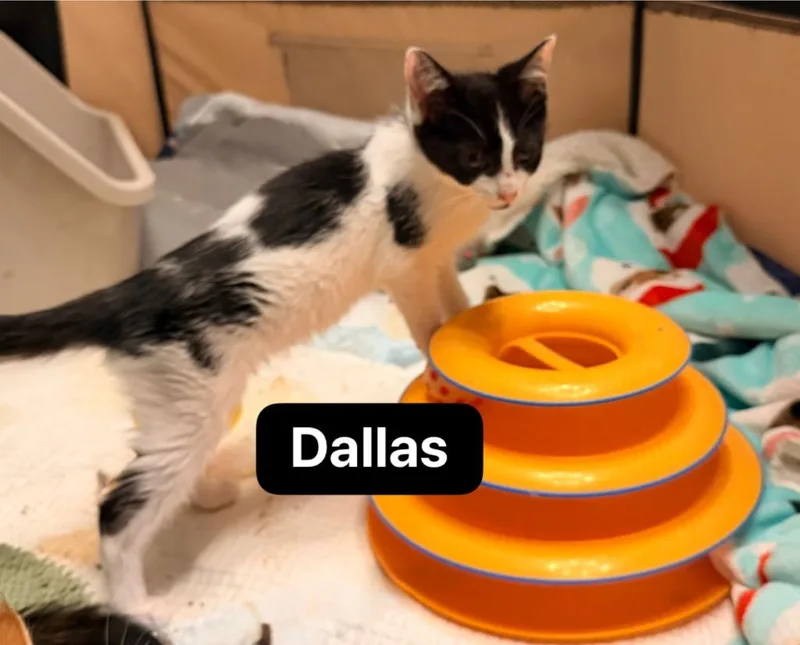 A baby medium-sized male Domestic Short Hair cat named Dallas for adoption in Johnson City, TN