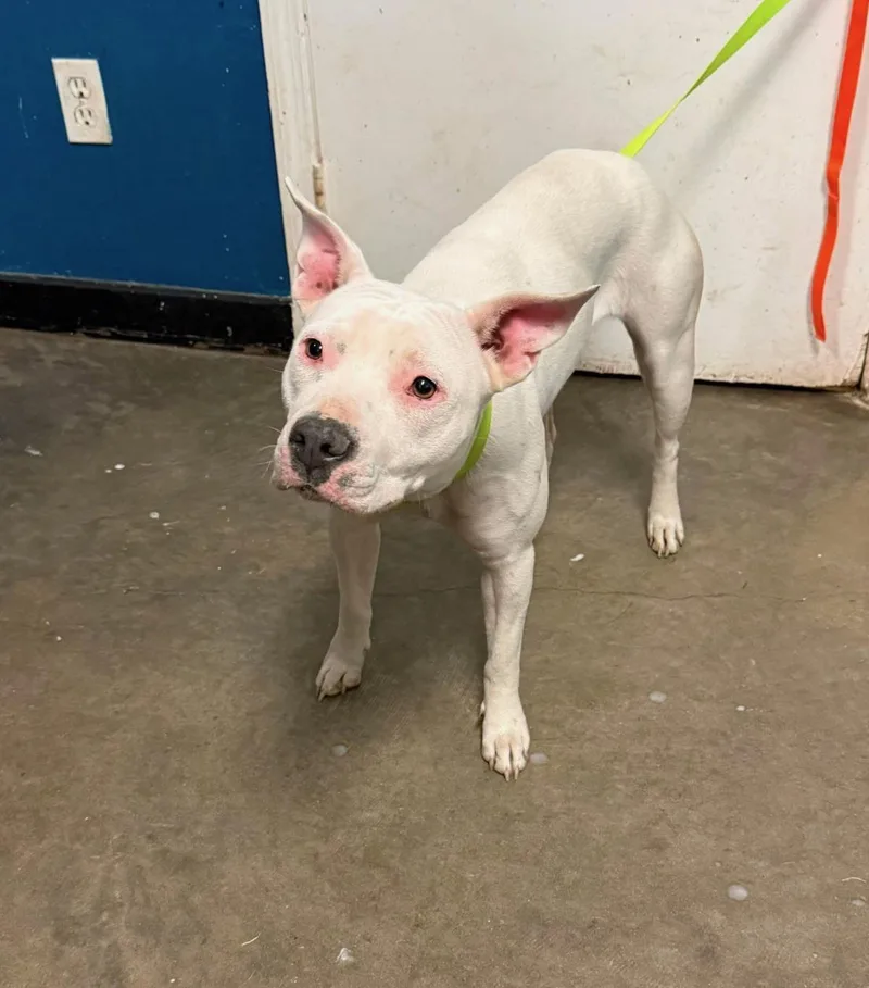 An adult medium-sized female American Bulldog dog named Darling for adoption in Ozark, AL