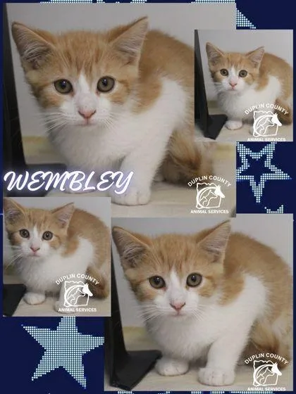 A baby medium-sized male Domestic Short Hair cat named Wembley for adoption in Kenansville, NC