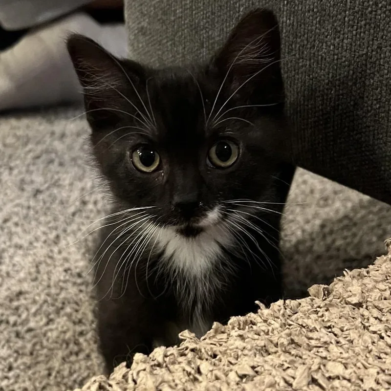 A baby small-sized male Black Domestic Medium Hair cat named Junior for adoption in Tacoma, WA