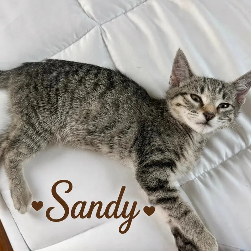 A baby small-sized female Brown / Chocolate Domestic Short Hair cat named Sandy for adoption in Los Angeles, CA