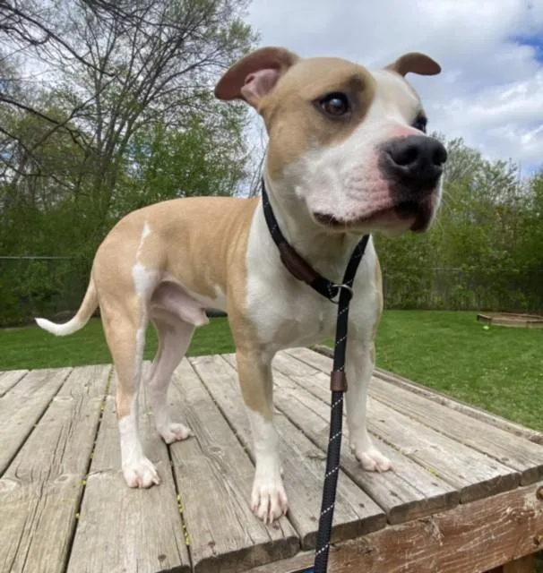 A young medium-sized male Pit Bull Terrier dog named Collin for adoption in Clinton Township, MI