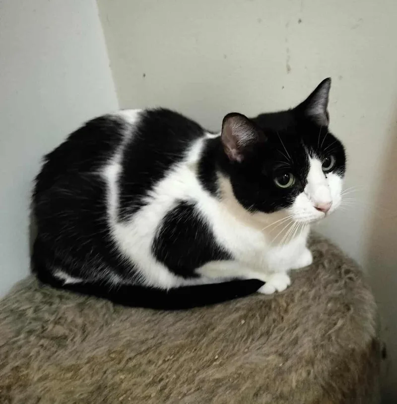A young medium-sized female Black & White / Tuxedo Tuxedo cat named Veronika for adoption in HEMET, CA