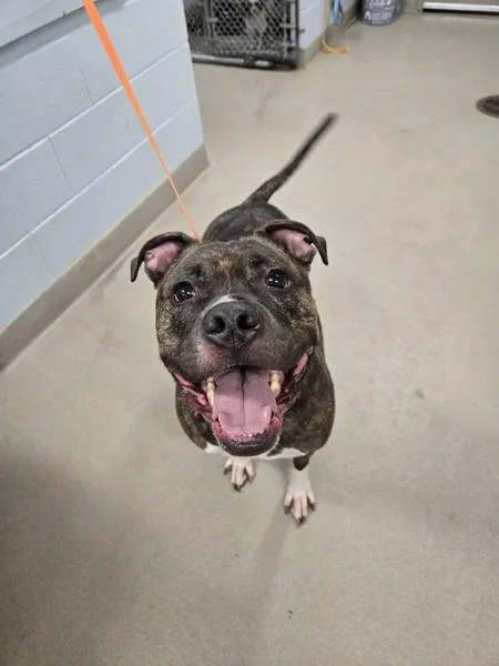 An adult large-sized male Pit Bull Terrier dog named Zelle for adoption in Millersville, MD