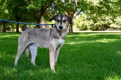 An adult medium-sized female Labrador Retriever dog named Clara for adoption in Yakima, WA