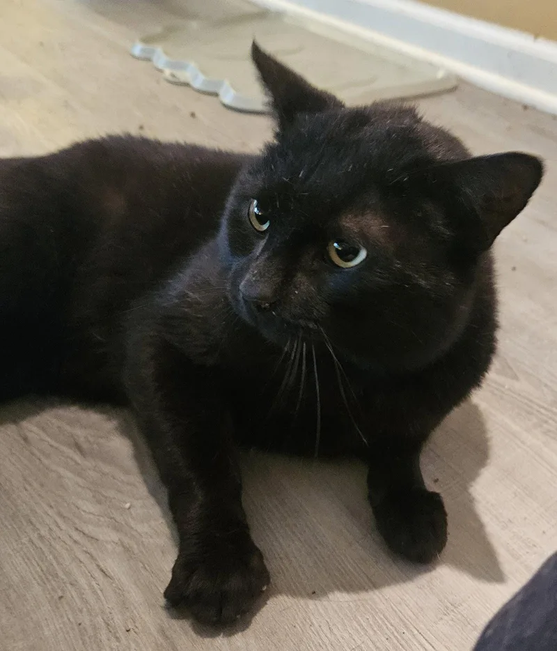 An adult large-sized male Black Domestic Short Hair cat named Late Night Snack for adoption in Trenton, NJ
