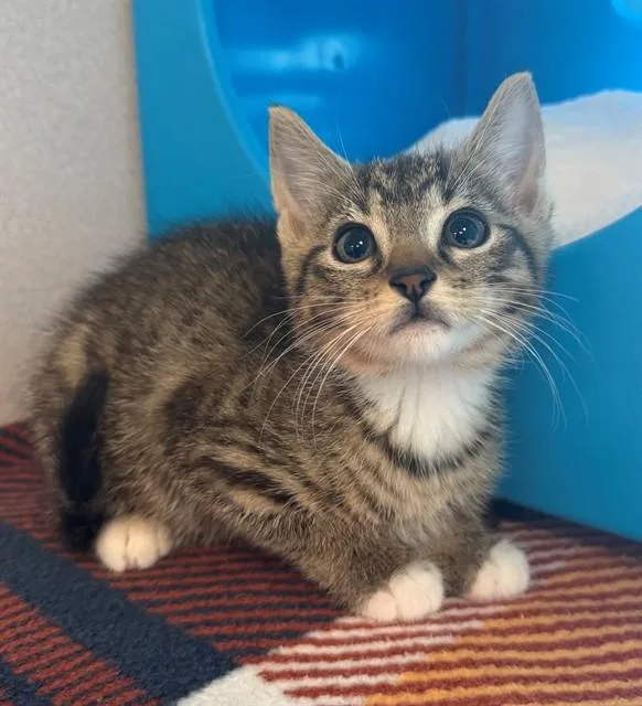 A baby medium-sized female Domestic Short Hair cat named Quesadilla for adoption in Leesburg, VA