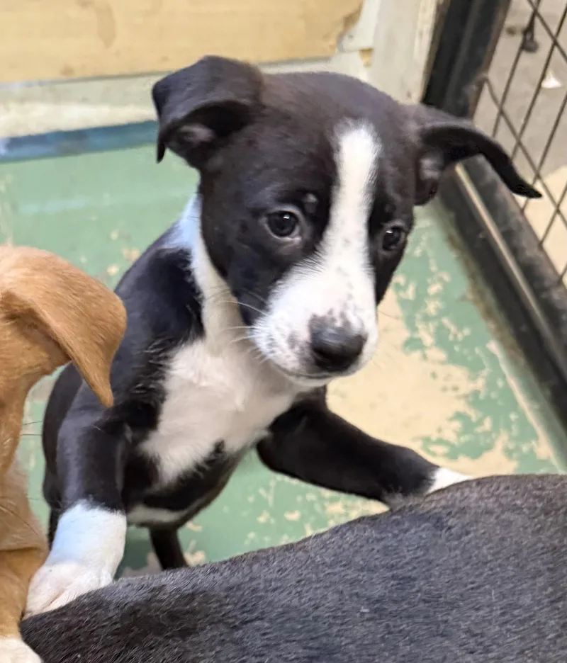 A baby medium-sized male American Staffordshire Terrier dog named Quincy for adoption in GILBERTS, IL