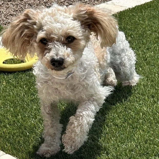 An adult small-sized female Apricot / Beige Miniature Poodle dog named Muffie for adoption in Marana, AZ