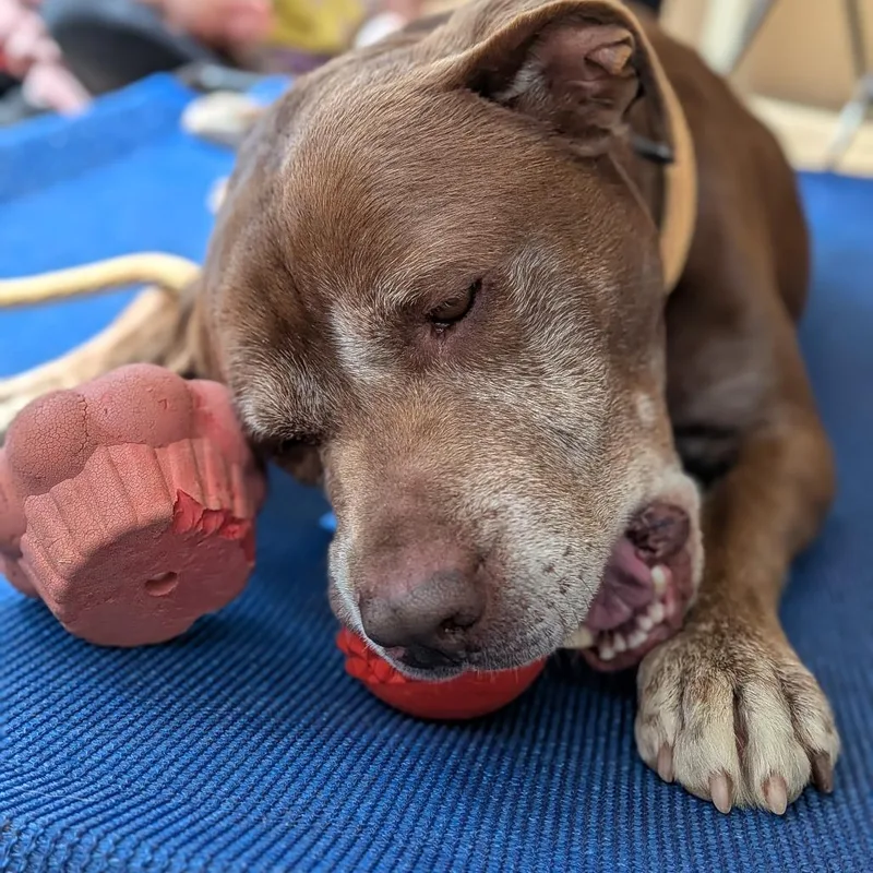 A senior medium-sized male Brown / Chocolate Mixed Breed dog named Clarence for adoption in Lenoir, NC