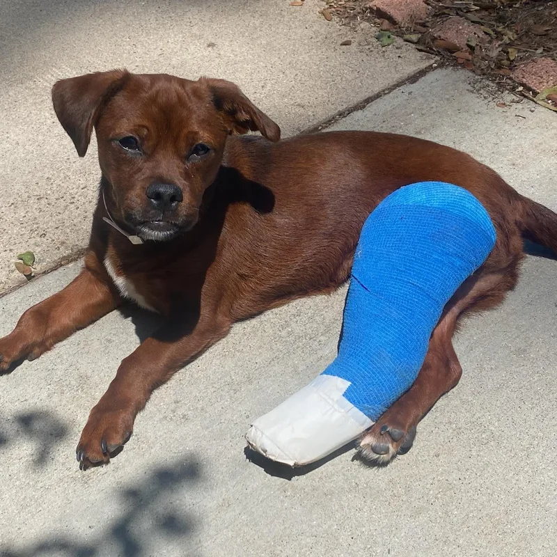 A baby small-sized male Chihuahua dog named Artie for adoption in Newport Beach, CA