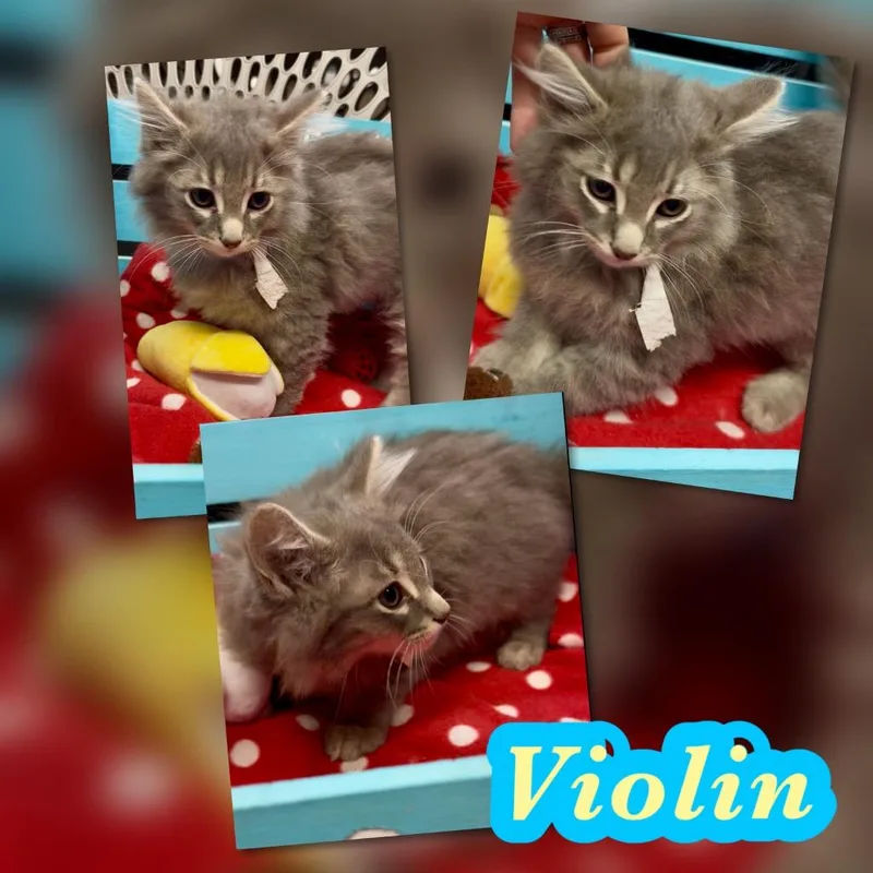 A baby small-sized male Domestic Long Hair cat named Violin for adoption in Blountville, TN