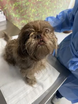 An adult small-sized female Shih Tzu dog named Wiggle for adoption in San Antonio, TX