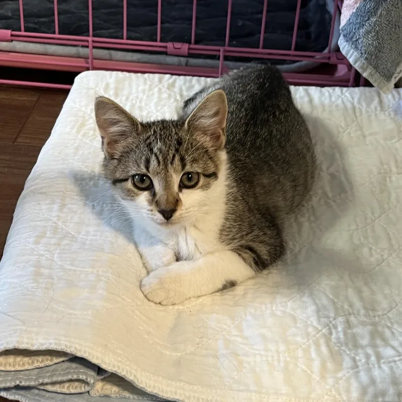 A baby small-sized female Brown / Chocolate Domestic Short Hair cat named Toast for adoption in Oceanside, NY