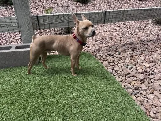 A young small-sized male White / Cream French Bulldog dog named Canelo for adoption in Colorado Springs, CO