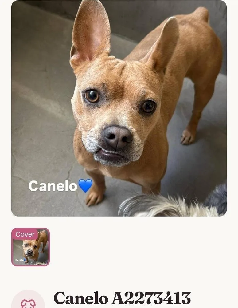 Canelo thumbnail 2
