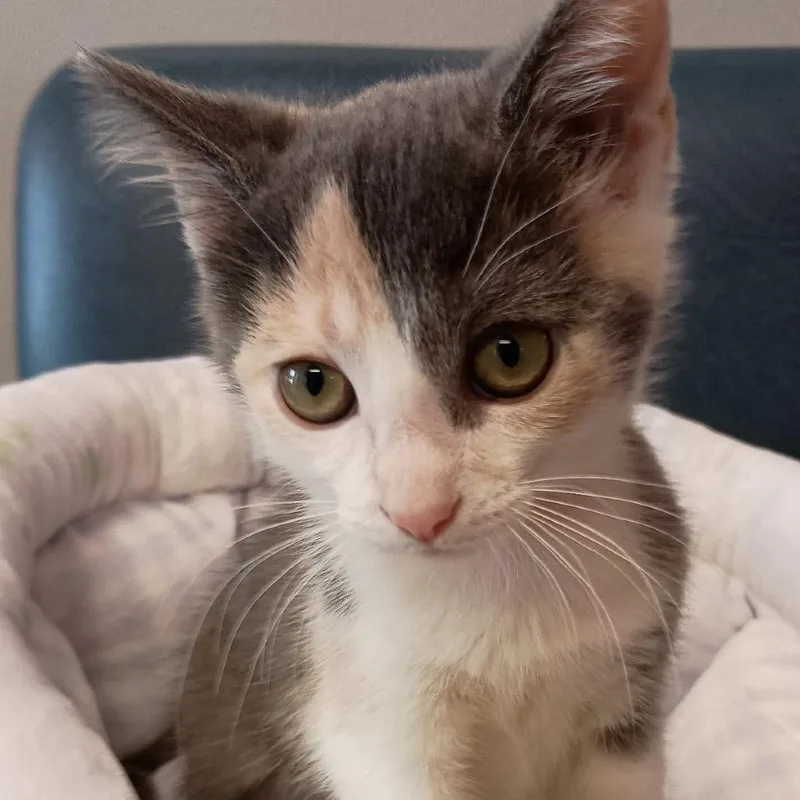A baby small-sized female Calico Domestic Short Hair cat named Cali for adoption in Delaware, OH