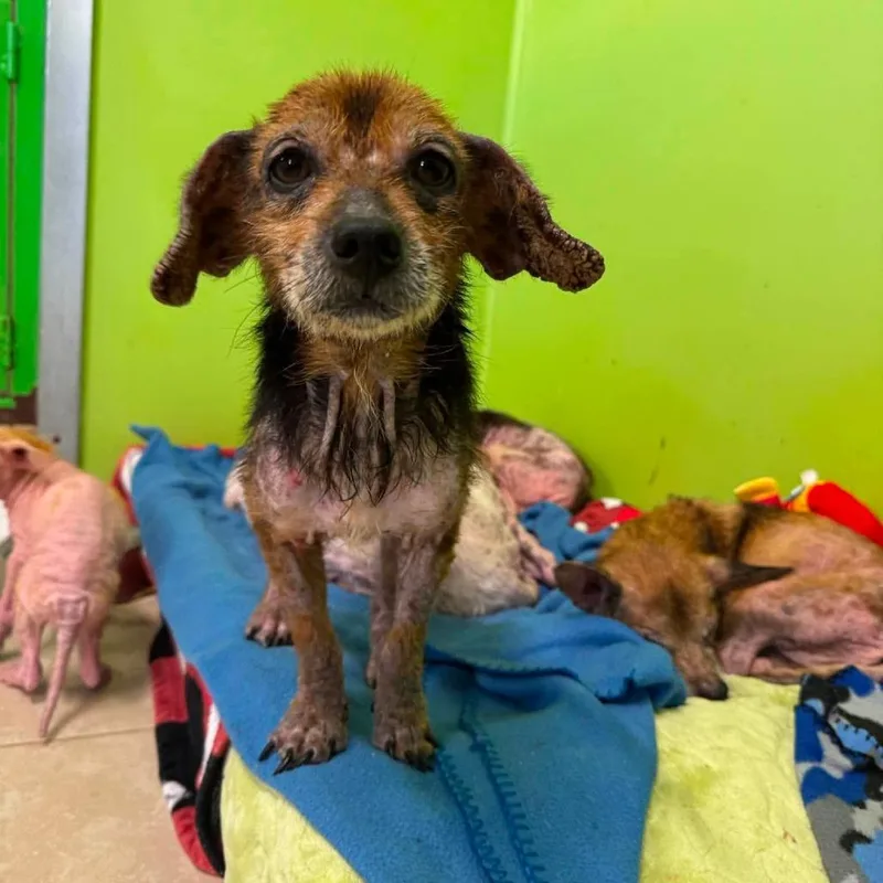 An adult small-sized male Mixed Breed dog named Zippy for adoption in Jackson, MO