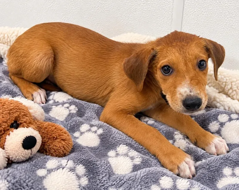 A baby medium-sized male Australian Cattle Dog / Blue Heeler dog named Zander for adoption in Seven Points, TX