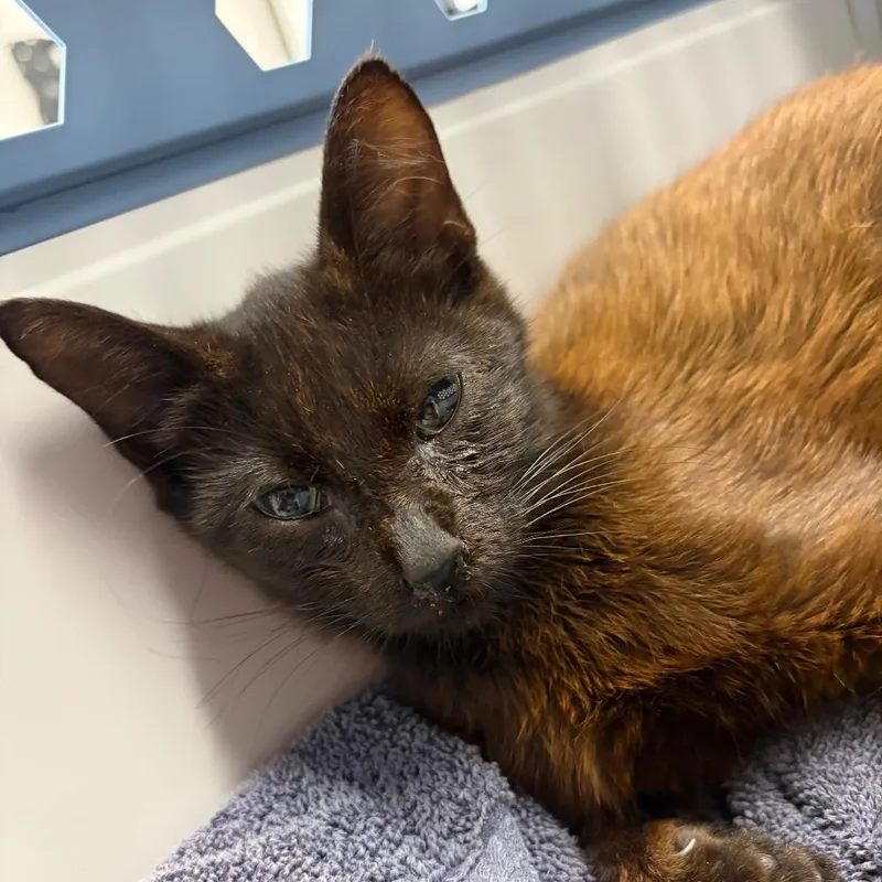 A young small-sized female Brown / Chocolate Domestic Short Hair cat named Emerald for adoption in Lake Jackson, TX
