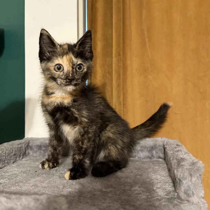 A baby small-sized female Tortoiseshell Domestic Medium Hair cat named Tiki for adoption in Granville, OH