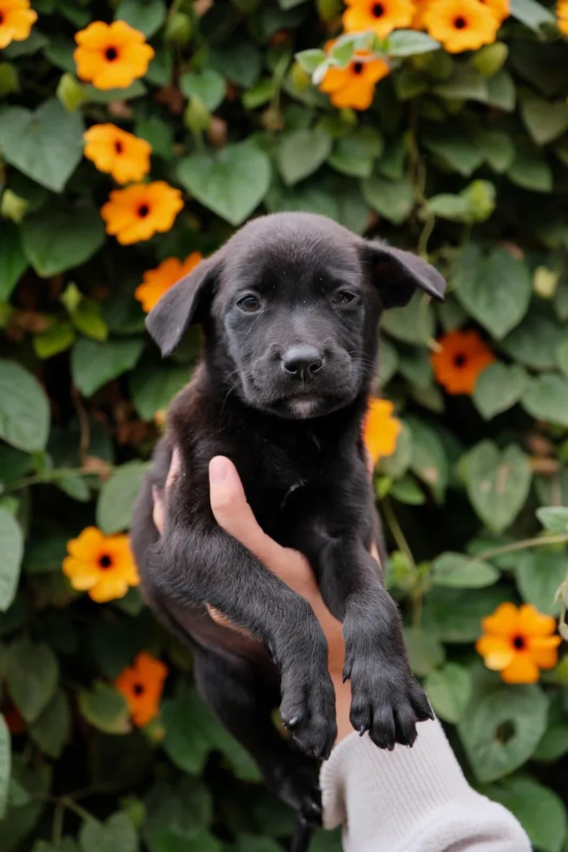 A baby medium-sized male Labrador Retriever dog named Monterey Jack for adoption in San Diego, CA