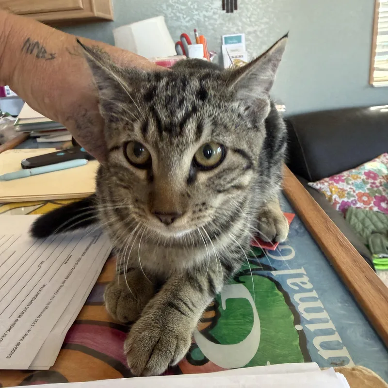 A baby medium-sized male Tabby (Gray / Blue / Silver) Domestic Short Hair cat named Tiggie for adoption in Deming, NM