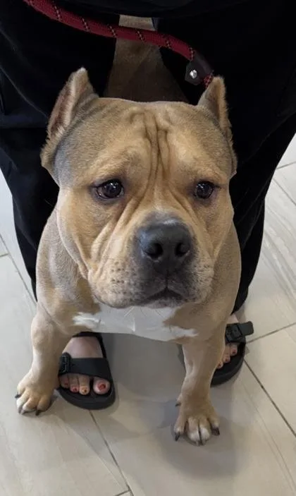 An adult large-sized male Pit Bull Terrier dog named Bane for adoption in Daytona Beach, FL